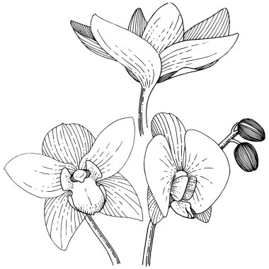 Orkide izole bir vektör tarzı. Bitki tam adı: orkide. Arka plan, doku, sarıcı desen, çerçeve veya kenarlık için vektör çiçek.