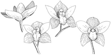 Orkide izole bir vektör tarzı. Bitki tam adı: orkide. Arka plan, doku, sarıcı desen, çerçeve veya kenarlık için vektör çiçek.