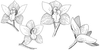 Orkide izole bir vektör tarzı. Bitki tam adı: orkide. Arka plan, doku, sarıcı desen, çerçeve veya kenarlık için vektör çiçek.