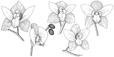 Orkide izole bir vektör tarzı. Bitki tam adı: orkide. Arka plan, doku, sarıcı desen, çerçeve veya kenarlık için vektör çiçek.