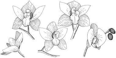 Orkide izole bir vektör tarzı. Bitki tam adı: orkide. Arka plan, doku, sarıcı desen, çerçeve veya kenarlık için vektör çiçek.