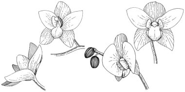 Orkide izole bir vektör tarzı. Bitki tam adı: orkide. Arka plan, doku, sarıcı desen, çerçeve veya kenarlık için vektör çiçek.