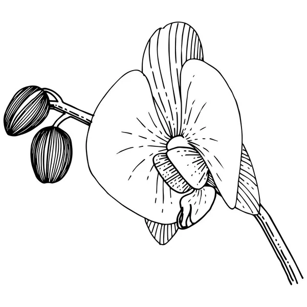 Orkide izole bir vektör tarzı. Bitki tam adı: orkide. Arka plan, doku, sarıcı desen, çerçeve veya kenarlık için vektör çiçek.