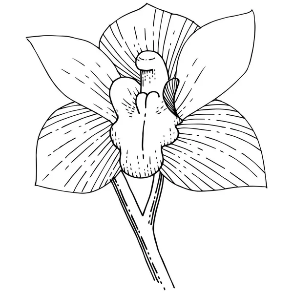 Orchideen Vektorstil Isoliert Vollständiger Name Der Pflanze Orchidee Vektorblume Für — Stockvektor