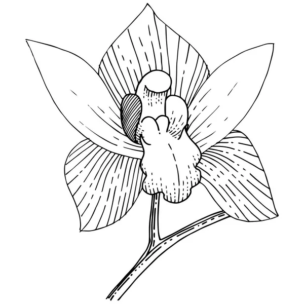 Orkide izole bir vektör tarzı. Bitki tam adı: orkide. Arka plan, doku, sarıcı desen, çerçeve veya kenarlık için vektör çiçek.