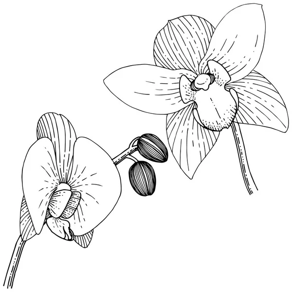 Orquídeas Estilo Vectorial Aislado Nombre Completo Planta Orquídea Flor Vectorial — Vector de stock