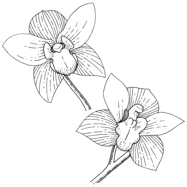 Orkide izole bir vektör tarzı. Bitki tam adı: orkide. Arka plan, doku, sarıcı desen, çerçeve veya kenarlık için vektör çiçek.