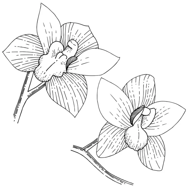 Orkide Izole Bir Vektör Tarzı Bitki Tam Adı Orkide Arka — Stok Vektör