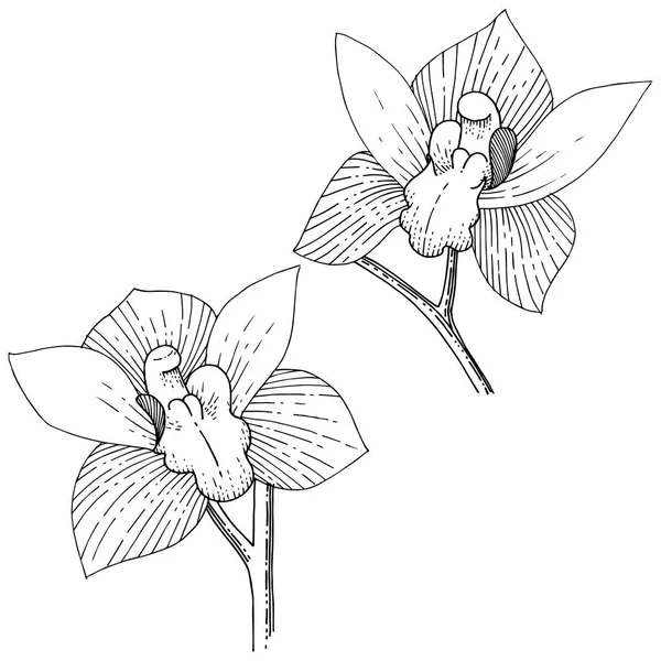 Orkide izole bir vektör tarzı. Bitki tam adı: orkide. Arka plan, doku, sarıcı desen, çerçeve veya kenarlık için vektör çiçek.