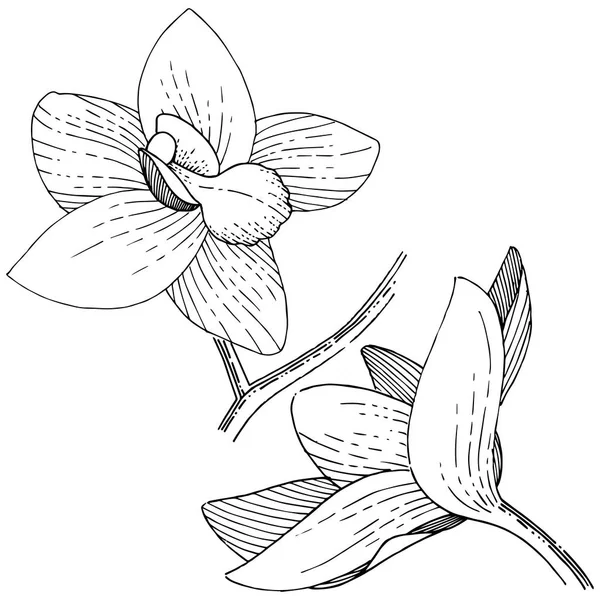 Orkide izole bir vektör tarzı. Bitki tam adı: orkide. Arka plan, doku, sarıcı desen, çerçeve veya kenarlık için vektör çiçek.