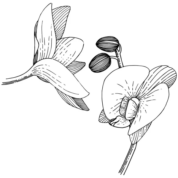 Orquídeas Estilo Vectorial Aislado Nombre Completo Planta Orquídea Flor Vectorial — Archivo Imágenes Vectoriales