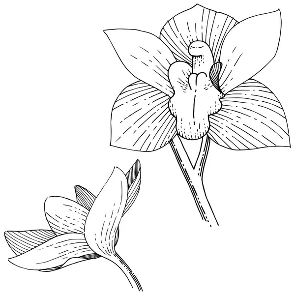 Orquídeas Estilo Vectorial Aislado Nombre Completo Planta Orquídea Flor Vectorial — Archivo Imágenes Vectoriales