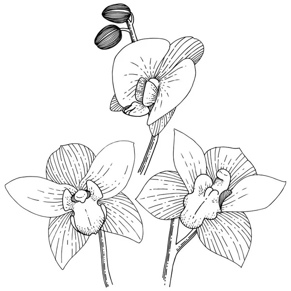 Orquídeas Estilo Vetorial Isolado Nome Completo Planta Orquídea Flor Vetorial — Vetor de Stock