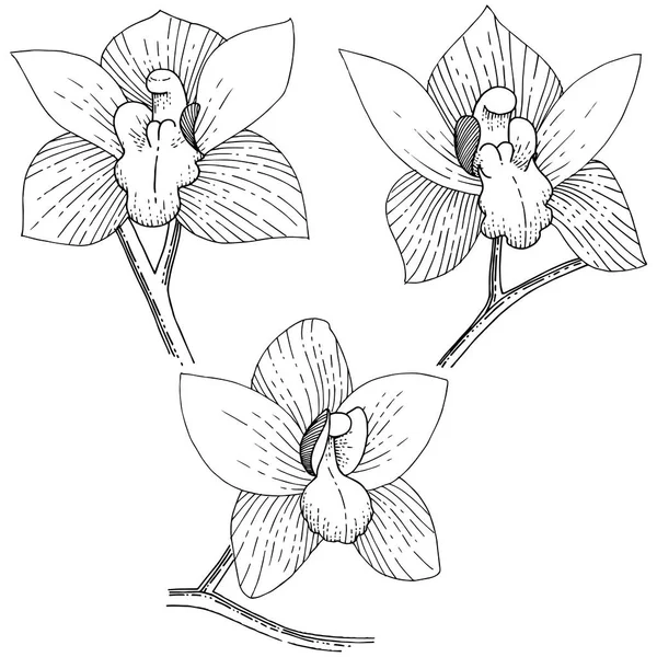 Orchidee Uno Stile Vettoriale Isolato Nome Completo Della Pianta Orchidea — Vettoriale Stock