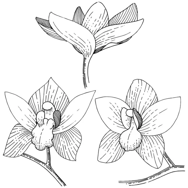 Storczyki Stylu Wektor Białym Tle Pełna Nazwa Zakładu Orchid Vector — Wektor stockowy