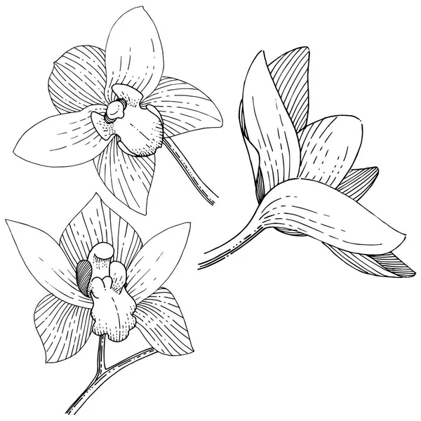 Orkide izole bir vektör tarzı. Bitki tam adı: orkide. Arka plan, doku, sarıcı desen, çerçeve veya kenarlık için vektör çiçek.