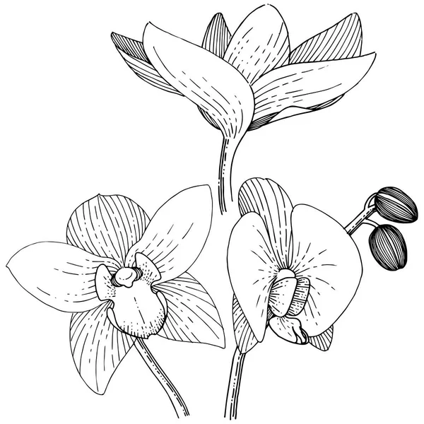 Orquídeas Estilo Vectorial Aislado Nombre Completo Planta Orquídea Flor Vectorial — Vector de stock