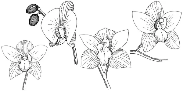 Storczyki Stylu Wektor Białym Tle Pełna Nazwa Zakładu Orchid Vector — Wektor stockowy