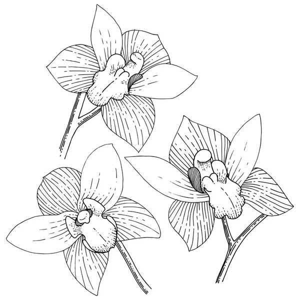 Orkide izole bir vektör tarzı. Bitki tam adı: orkide. Arka plan, doku, sarıcı desen, çerçeve veya kenarlık için vektör çiçek.