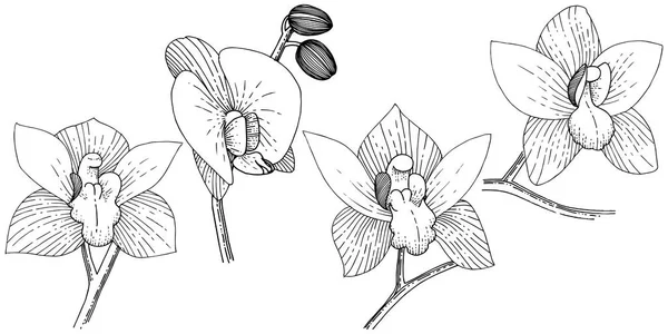 分離ベクトル スタイルで蘭の花 植物の完全な名前 テクスチャ ラッパー パターン 枠や図面枠のベクターの花 — ストックベクタ