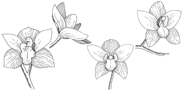 Orchideje Stylu Vektor Samostatný Celé Jméno Rostliny Orchideje Vector Květina — Stockový vektor