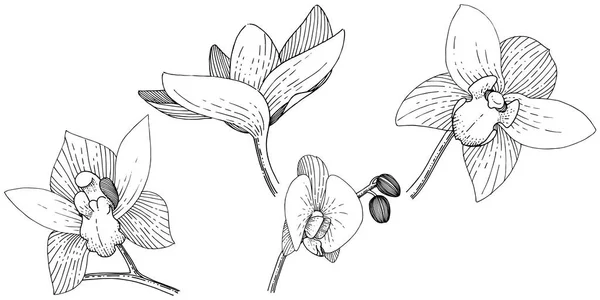 Orkide Izole Bir Vektör Tarzı Bitki Tam Adı Orkide Arka — Stok Vektör