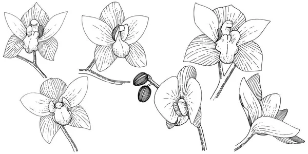 分離ベクトル スタイルで蘭の花 植物の完全な名前 テクスチャ ラッパー パターン 枠や図面枠のベクターの花 — ストックベクタ