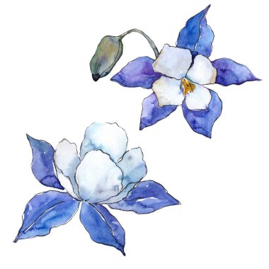 Mavi aquilegia çiçek. Botanik çiçek. İzole illüstrasyon öğesi. Arka plan, doku, sarıcı desen, çerçeve veya kenarlık için Aquarelle kır çiçeği.