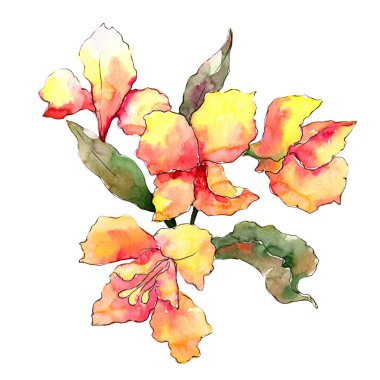 Turuncu alstroemeria çiçekler. Botanik çiçek. İzole illüstrasyon öğesi. Arka plan, doku, sarıcı desen, çerçeve veya kenarlık için Aquarelle kır çiçeği.
