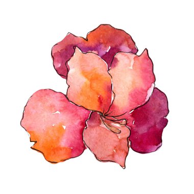 Kırmızı alstroemeria çiçek. Botanik çiçek. İzole illüstrasyon öğesi. Arka plan, doku, sarıcı desen, çerçeve veya kenarlık için Aquarelle kır çiçeği.