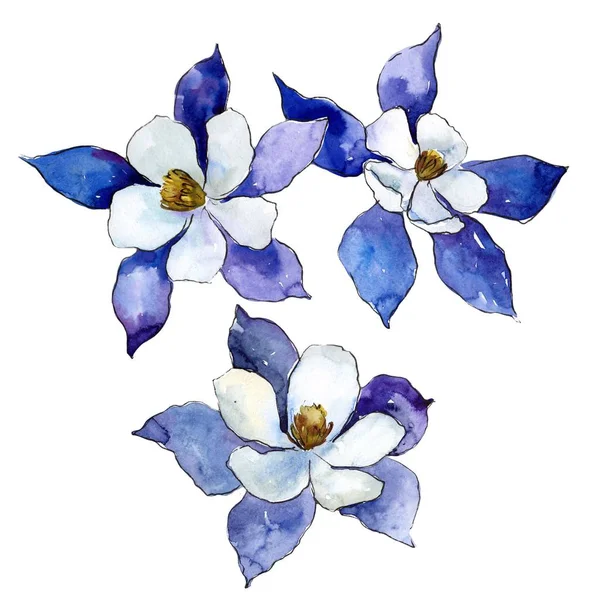 Mavi aquilegia çiçek. Botanik çiçek. İzole illüstrasyon öğesi. Arka plan, doku, sarıcı desen, çerçeve veya kenarlık için Aquarelle kır çiçeği.