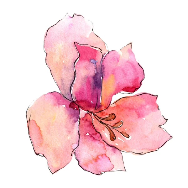 Pembe alstroemeria çiçek. Botanik çiçek. İzole illüstrasyon öğesi. Arka plan, doku, sarıcı desen, çerçeve veya kenarlık için Aquarelle kır çiçeği.