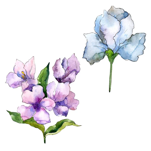 紫色和蓝色的 Alstroemeria 花卉植物花 独立的插图元素 包装图案 框架或边框的水彩画野花 — 图库照片