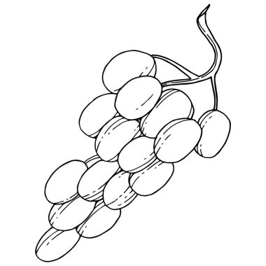 Üzüm sağlıklı gıda izole bir vektör tarzı. Meyve tam adı: üzüm. Vektör arka plan, doku, sarıcı desen veya menü yabani meyve.