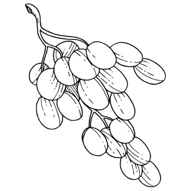 Üzüm sağlıklı gıda izole bir vektör tarzı. Meyve tam adı: üzüm. Vektör arka plan, doku, sarıcı desen veya menü yabani meyve.