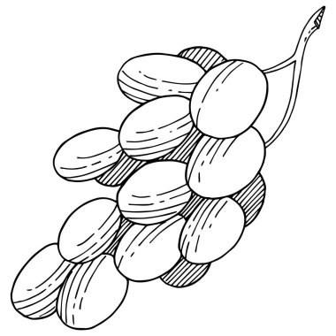 Üzüm sağlıklı gıda izole bir vektör tarzı. Meyve tam adı: üzüm. Vektör arka plan, doku, sarıcı desen veya menü yabani meyve.