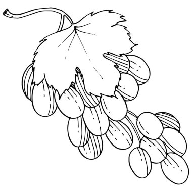 Üzüm sağlıklı gıda izole bir vektör tarzı. Meyve tam adı: üzüm. Vektör arka plan, doku, sarıcı desen veya menü yabani meyve.