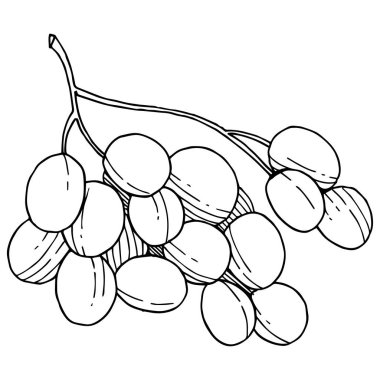 Üzüm sağlıklı gıda izole bir vektör tarzı. Meyve tam adı: üzüm. Vektör arka plan, doku, sarıcı desen veya menü yabani meyve.