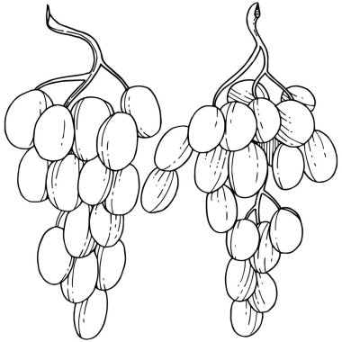 Üzüm sağlıklı gıda izole bir vektör tarzı. Meyve tam adı: üzüm. Vektör arka plan, doku, sarıcı desen veya menü yabani meyve.