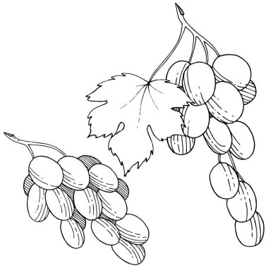 Üzüm sağlıklı gıda izole bir vektör tarzı. Meyve tam adı: üzüm. Vektör arka plan, doku, sarıcı desen veya menü yabani meyve.