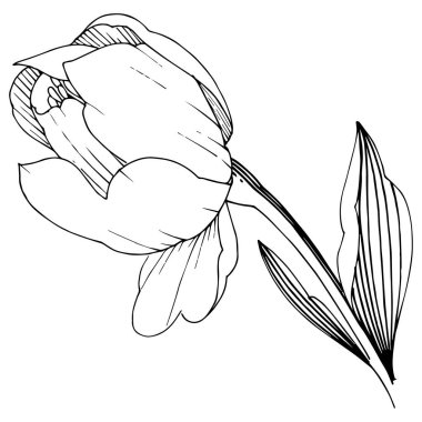 Kır çiçeği şakayık izole bir vektör tarzı. Bitki tam adı: şakayık. Arka plan, doku, sarıcı desen, çerçeve veya kenarlık için vektör çiçek.