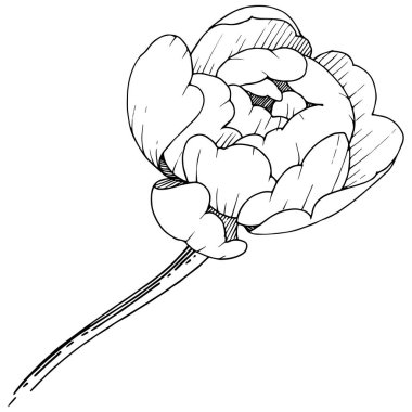 Kır çiçeği şakayık izole bir vektör tarzı. Bitki tam adı: şakayık. Arka plan, doku, sarıcı desen, çerçeve veya kenarlık için vektör çiçek.