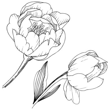 Kır çiçeği şakayık izole bir vektör tarzı. Bitki tam adı: şakayık. Arka plan, doku, sarıcı desen, çerçeve veya kenarlık için vektör çiçek.