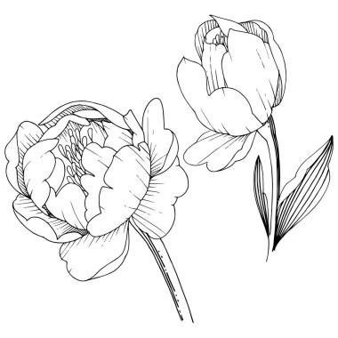 Kır çiçeği şakayık izole bir vektör tarzı. Bitki tam adı: şakayık. Arka plan, doku, sarıcı desen, çerçeve veya kenarlık için vektör çiçek.