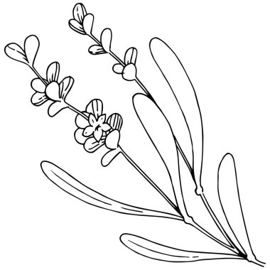 Çiçek lavanta izole bir vektör tarzı. Bitki tam adı: lavanta. Arka plan, doku, sarıcı desen, çerçeve veya kenarlık için vektör çiçek.