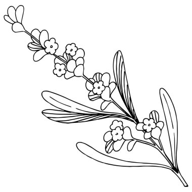 Çiçek lavanta izole bir vektör tarzı. Bitki tam adı: lavanta. Arka plan, doku, sarıcı desen, çerçeve veya kenarlık için vektör çiçek.