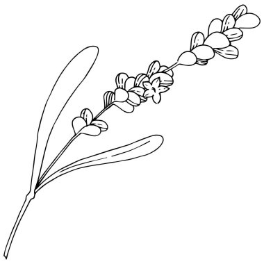 Çiçek lavanta izole bir vektör tarzı. Bitki tam adı: lavanta. Arka plan, doku, sarıcı desen, çerçeve veya kenarlık için vektör çiçek.