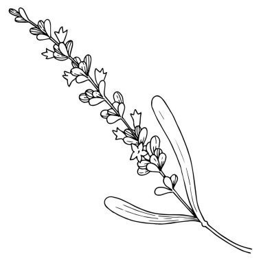 Çiçek lavanta izole bir vektör tarzı. Bitki tam adı: lavanta. Arka plan, doku, sarıcı desen, çerçeve veya kenarlık için vektör çiçek.