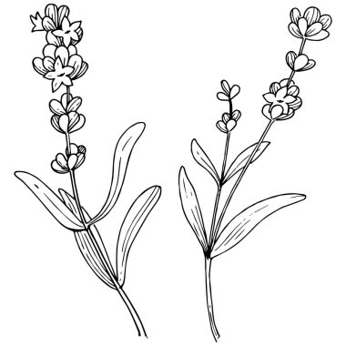 Çiçek lavanta izole bir vektör tarzı. Bitki tam adı: lavanta. Arka plan, doku, sarıcı desen, çerçeve veya kenarlık için vektör çiçek.