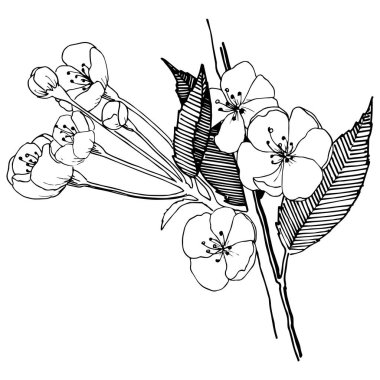 Elma izole bir vektör stil çiçeklenir. Bitki tam adı: elma çiçekler. Arka plan, doku, sarıcı desen, çerçeve veya kenarlık için vektör çiçek.